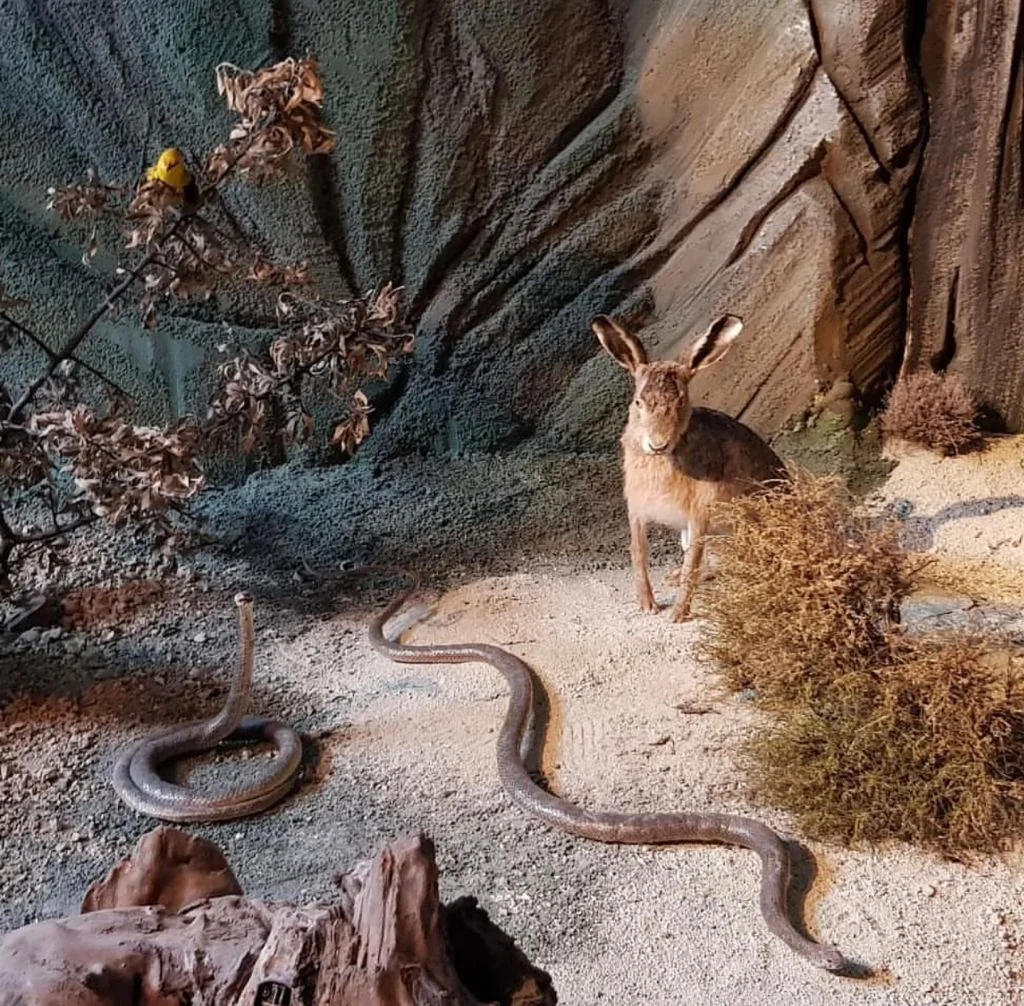 Camlidere Nature and Animal Museum - Ankara
