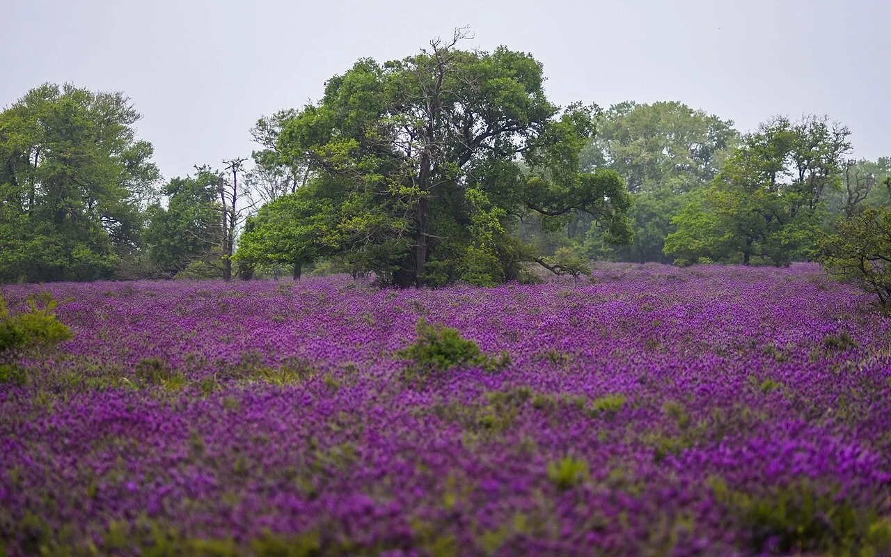 Karacabey Floodplain Forest - Bursa