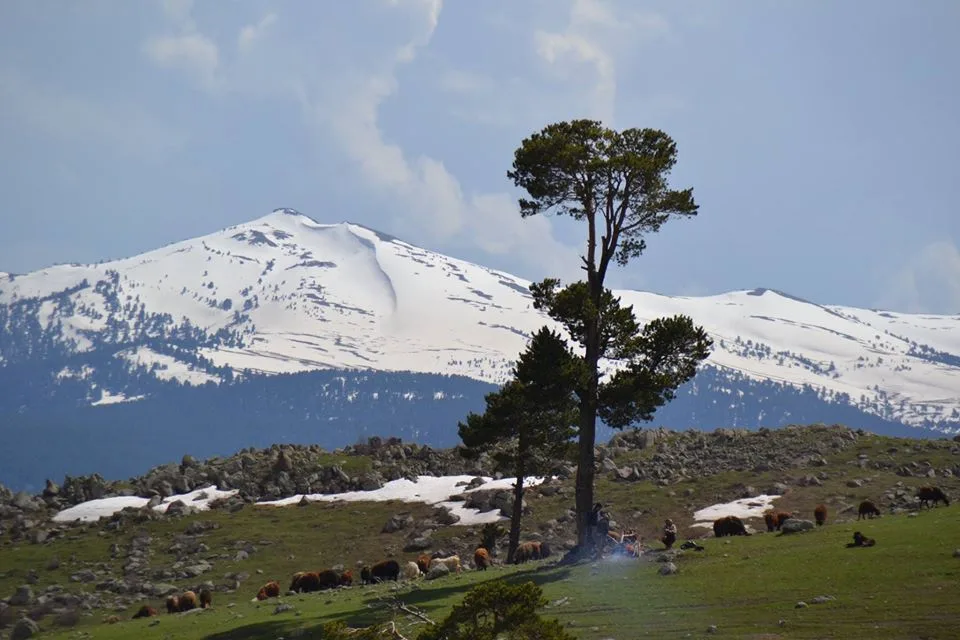 Dikenli Dağı - Erzurum