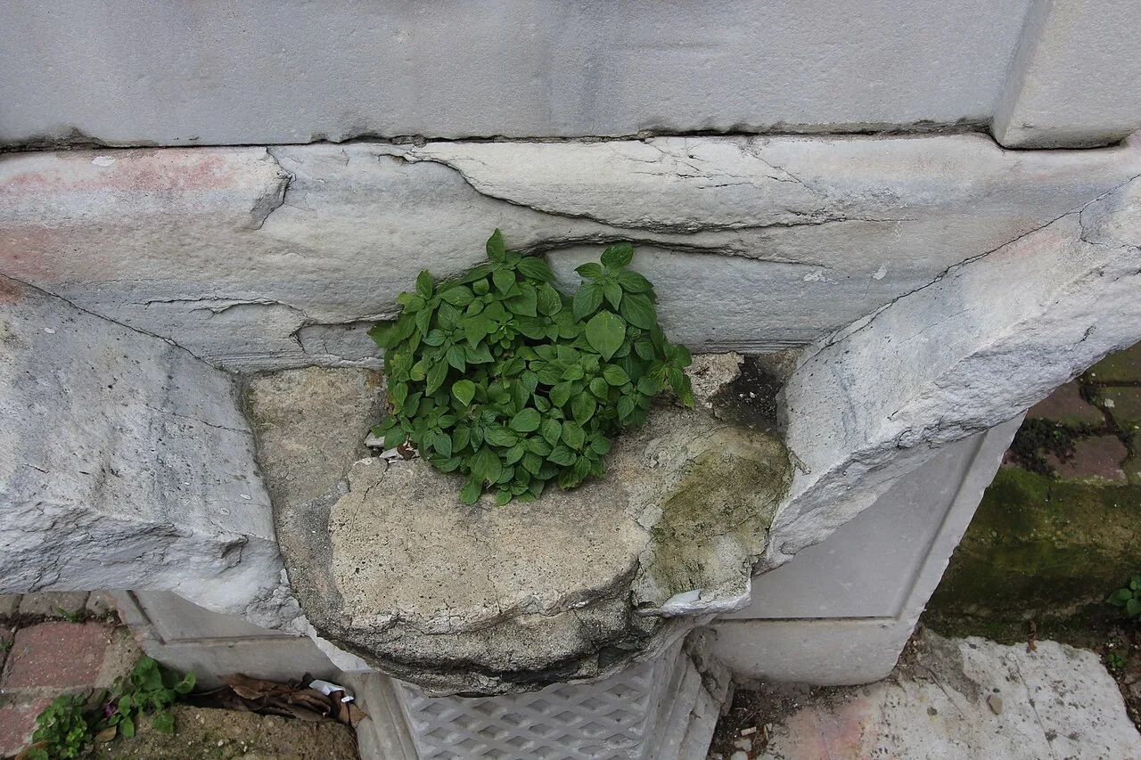 Hamidiye Fountain, Asariye - İstanbul