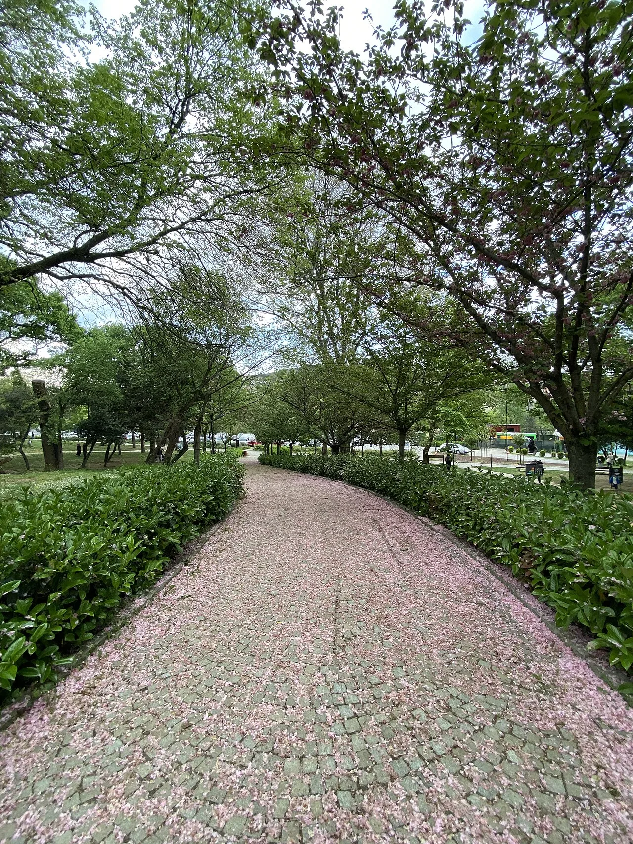Küçükçamlıca Grove - İstanbul