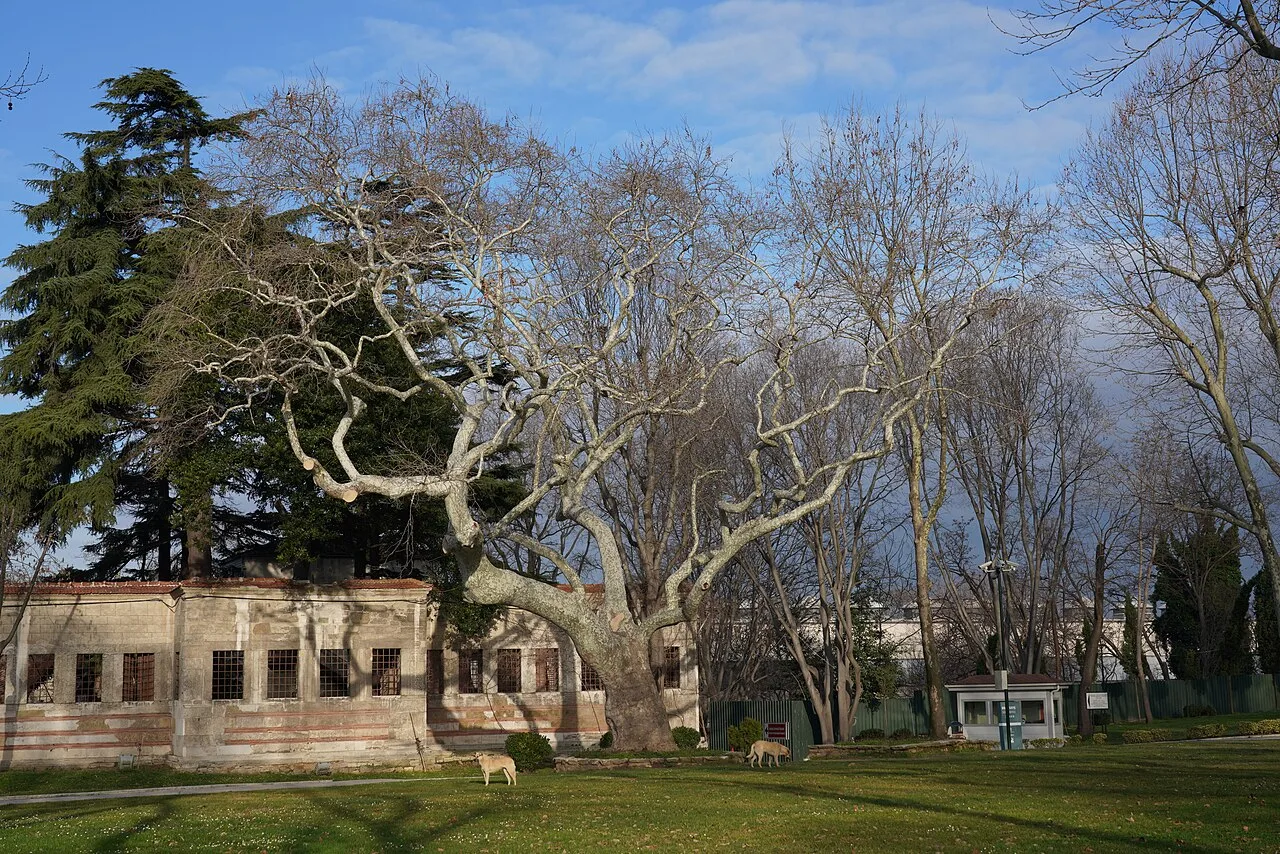 Topkapı Sarayı Birinci Avlu - İstanbul
