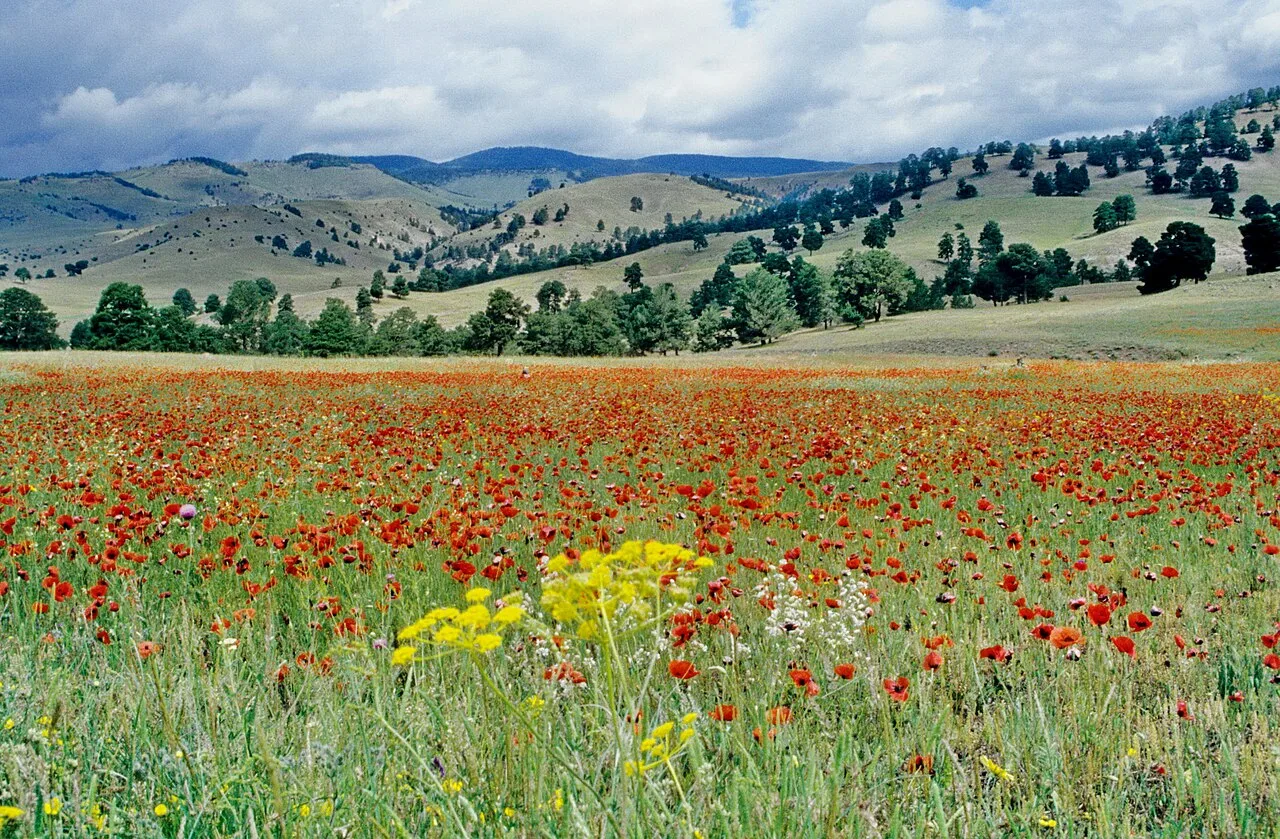 Soğanlı Dağı - Kars