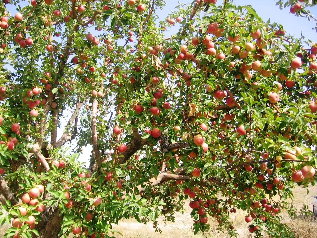 Yahyalı Yahya Gazi Türbesi - Kayseri